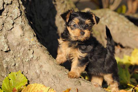 yorkshire terrier welpen.